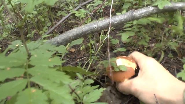 За белыми грибами с Ильёй и Машей смотреть онлайн