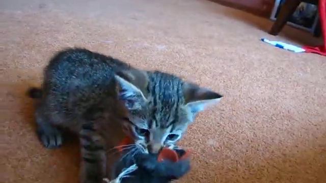 жадный котенок)) смотреть онлайн