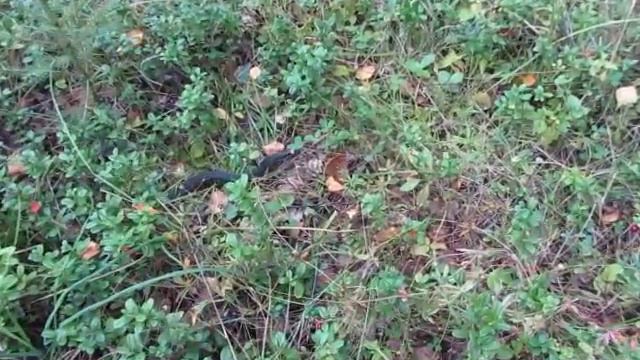 Уж в траве смотреть онлайн