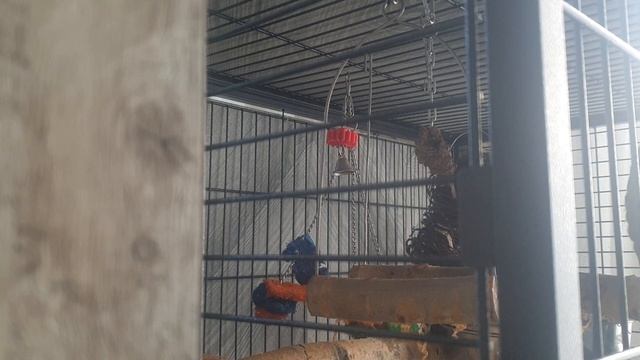 Александрийский попугай 