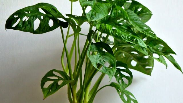 Monstera (Swiss Cheese Plant) Care with Eileen | Indoor House Plants | The Home Depot смотреть онлайн