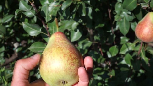 Сорт груши Мраморная смотреть онлайн