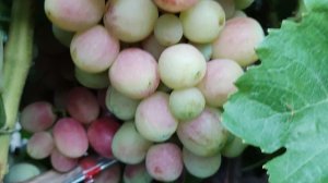 БАСАНТИ И ФРАНТ 🍇🍇🍇.mp4 WhatsApp и Viber +79528500417, Тел. +79054033245