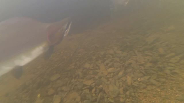 КРАСОТА ПОД ВОДОЙ, МИР ГЛАЗАМИ РЫБЫ! смотреть онлайн