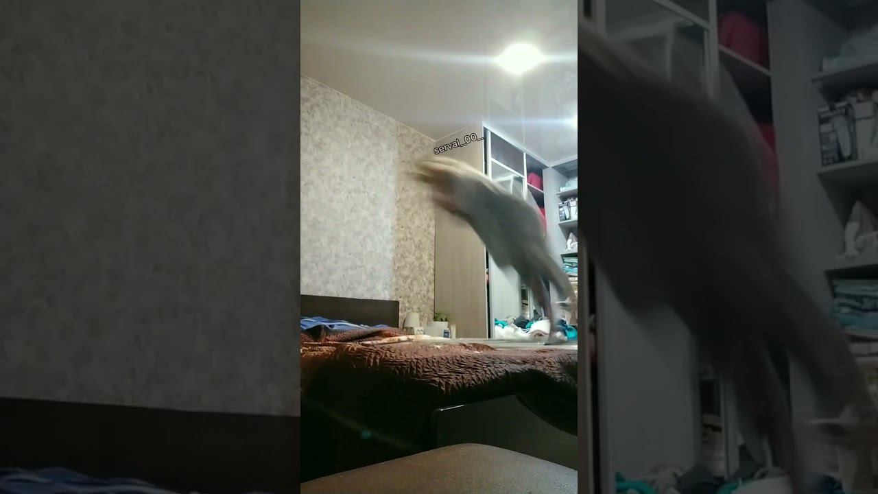 прыжок на кровати #спорт смотреть онлайн