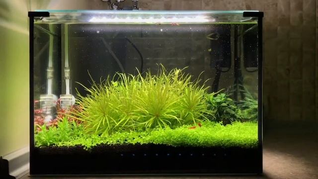 Аквариум 30 литров. Aquascaping