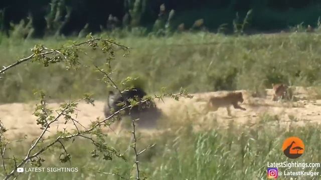 Этих Животных Боятся Даже Львы и Вот Почему смотреть онлайн