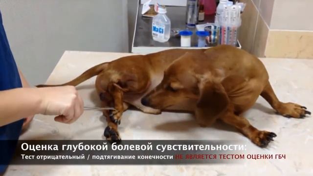 6.ГБЧ у собаки смотреть онлайн