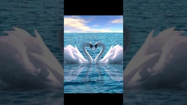 Очень красивые птицы и музыка.