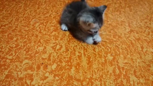 Котята британцы у нашей Алисы смотреть онлайн
