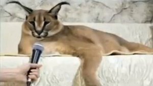 шлепа рассказывает поговорки)