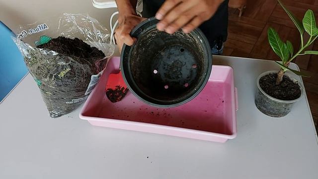 Ficus Altíssima 2 em 1 - replantando! смотреть онлайн