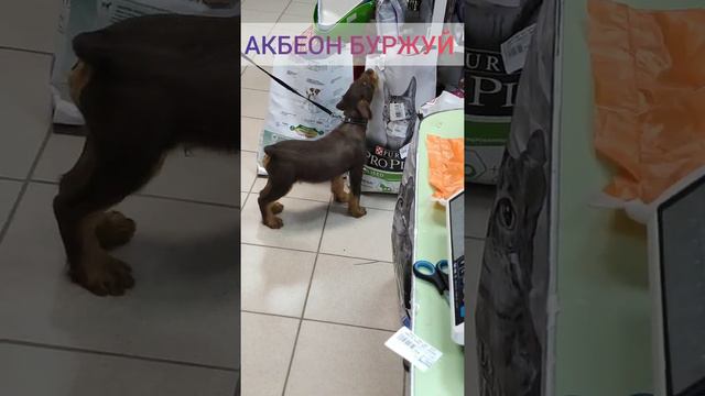 АКБЕОН БУРЖУЙ 3 МЕСЯЦА смотреть онлайн