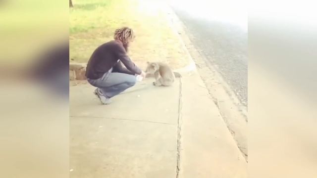 Самые невероятные встречи с дикими животными на дороге, часть 3 смотреть онлайн