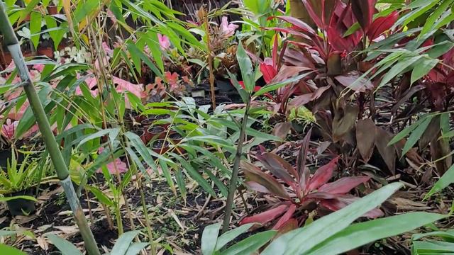 July 2022 Tropical Garden Tour - The Carrington Jungle смотреть онлайн