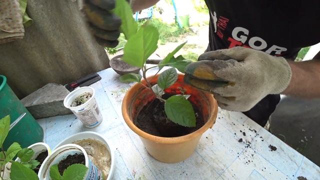 Сюжет из жизни в деревне о том, как я пересадил двухмесячные сеянцы яблони в большие горшки в 2022 смотреть онлайн