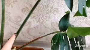 Монстера.Укоренение .Размножение