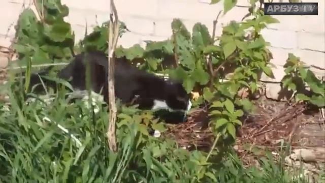 Чёрно белый бесхвостый кот смотреть онлайн