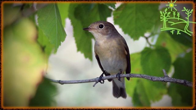 Голоса птиц Как поёт Мухоловка малая (Ficedula parva).mp4 смотреть онлайн