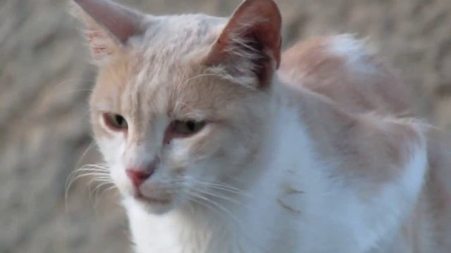 Наблюдение за котом 22/Watching the cat 22 смотреть онлайн