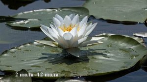 Я целую твои руки