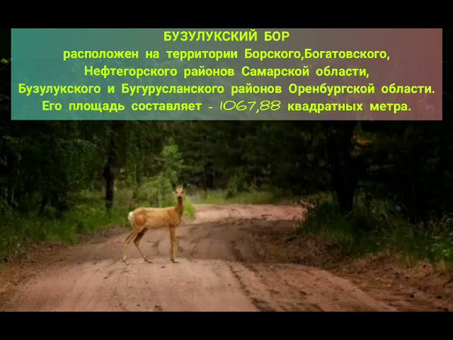 К Международному дню лесов смотреть онлайн
