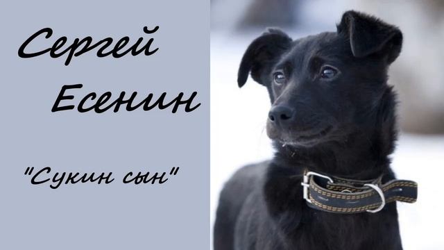 Поэзия под биты Сергей Есенин "Сукин сын" смотреть онлайн