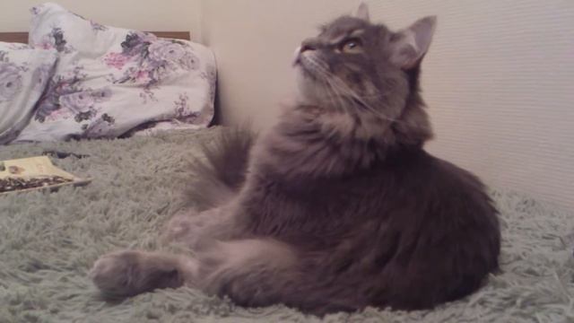 Кот Марсик сидит и смотрит в потолок ))) смотреть онлайн
