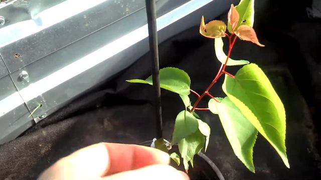 Абрикоса посаженная косточкой.