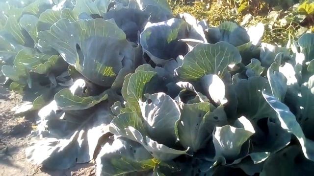 Капуста белокочанная свежая поздняя смотреть онлайн