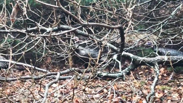 Индюшки остались в живых после Дня Благодарения Смешные животные Дикие индюшки смотреть онлайн