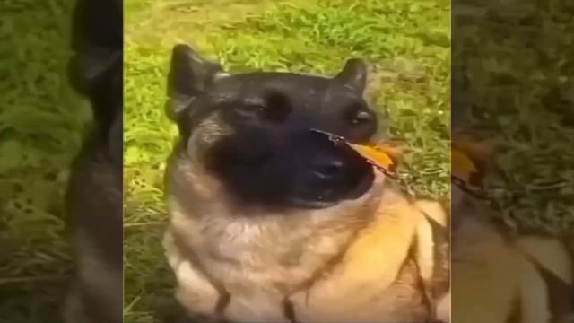 собака с бабочкой на носу 1 час смотреть онлайн