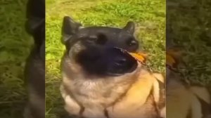 собака с бабочкой на носу 1 час