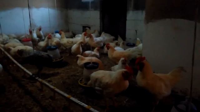 Самая выгодная порода кур