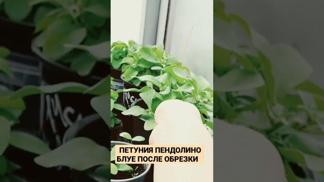 ПЕТУНИЯ ПЕНДОЛИНО БЛУЕ ПОСЛЕ ОБРЕЗКИ. смотреть онлайн