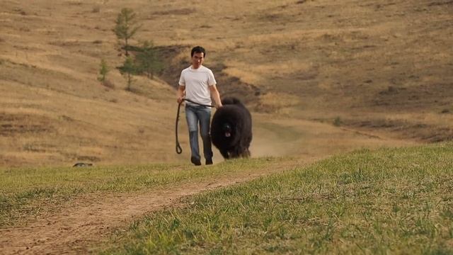 Тибетский мастиф Харсор смотреть онлайн