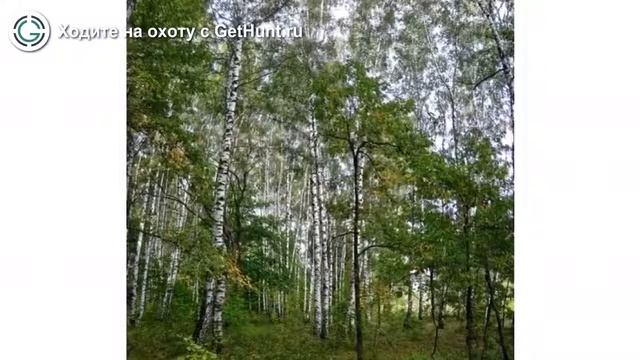Охота в Рязанской области – Рязанское ОООиР Рыбновское районное отделение охота на лося смотреть онлайн