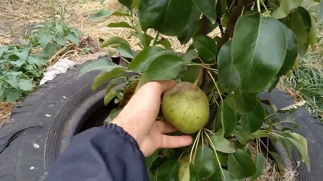 Груша зимова колоновидна смотреть онлайн