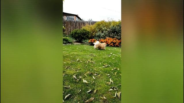 Красота и грация самой красивой в мире собаки! смотреть онлайн