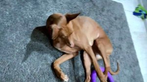 Питомниковый кашель у собак