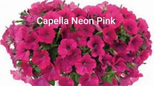 Черенки вегетативных цветов от агрофирмы Виола/ [где заказать черенки]