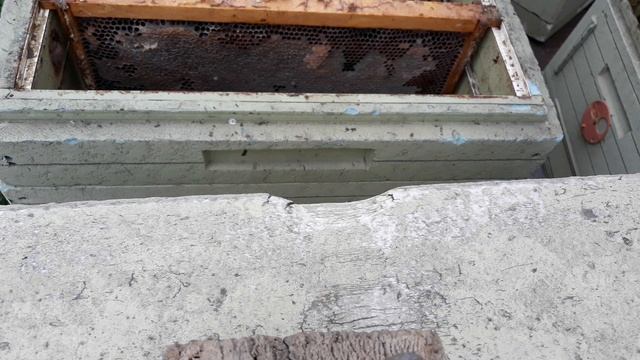 Начало зимовки в ульях из ЭППС 12.11.20. Пересадка клуба. Расплод. смотреть онлайн