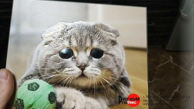 Рельефная печать фотографии любимого питомца смотреть онлайн