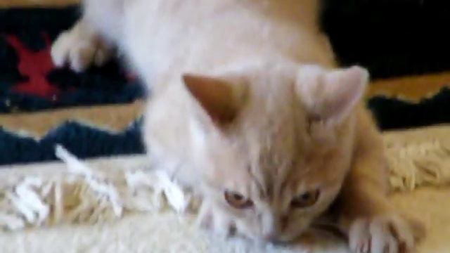 Cadbury Creme смотреть онлайн