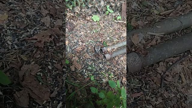 Полёвка мышь смотреть онлайн