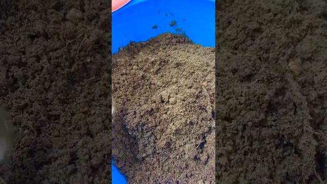 Огурцы на рассаду . Вкусные, урожайные сорта? смотреть онлайн