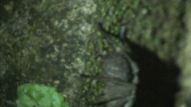 Phoneutria sleeping - brazilian wandering spider смотреть онлайн