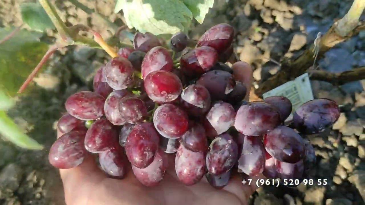 Виноград Каталония Бурдака А В смотреть онлайн