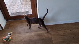 "Разговор" кота-ориентала Квейка. Не для слабонервных.