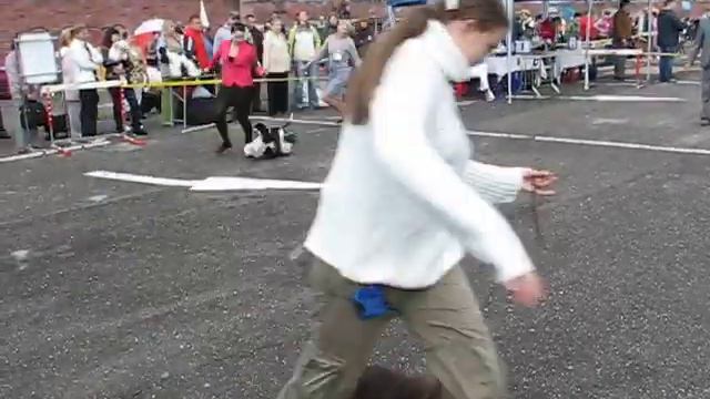 Минск, CACIB 10/09/2011, сравнение сук на CACIB смотреть онлайн